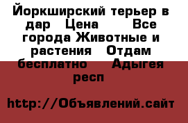 Йоркширский терьер в дар › Цена ­ 1 - Все города Животные и растения » Отдам бесплатно   . Адыгея респ.